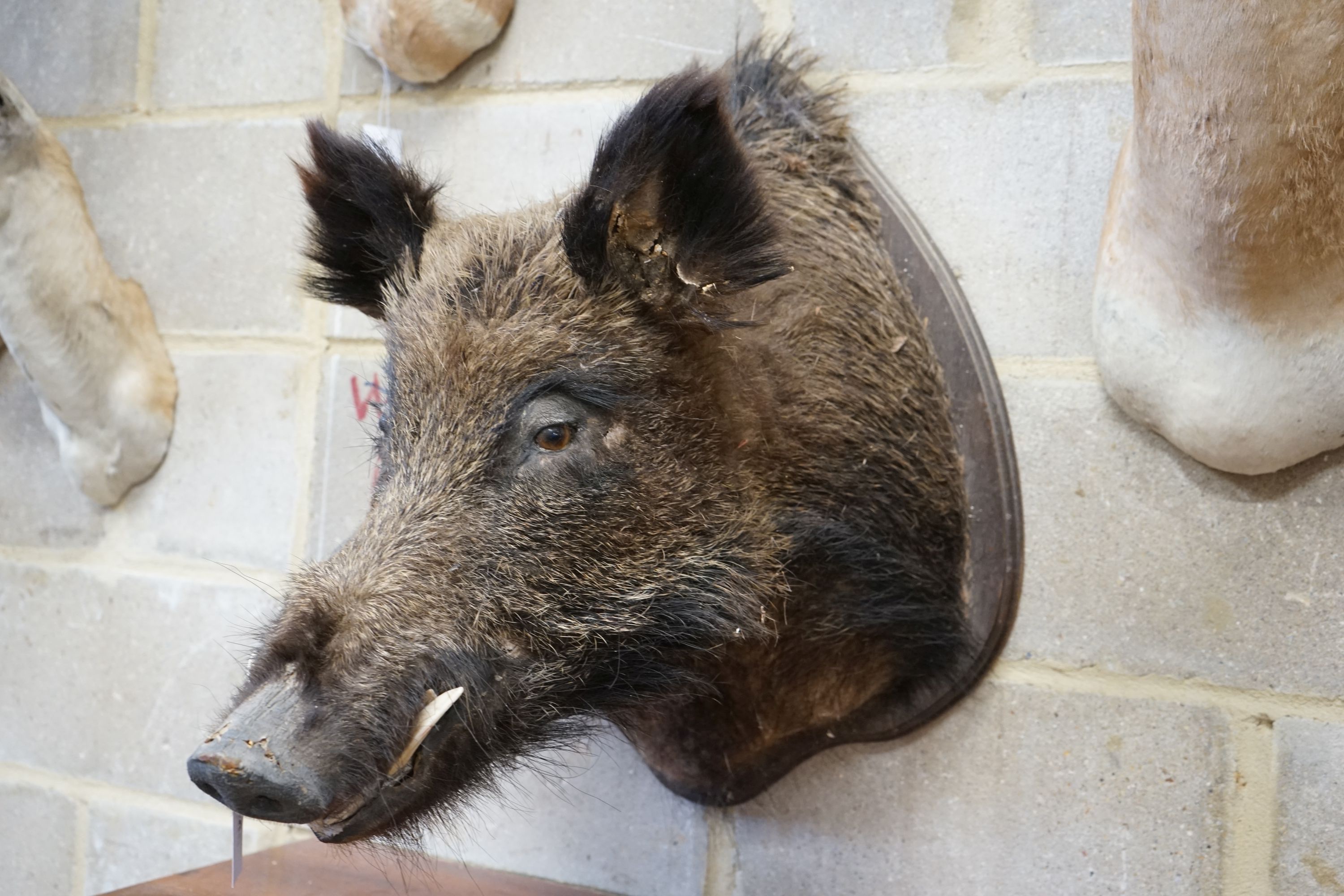 Taxidermy: A shield mounted taxidermy boar’s mask, projects approximately 58 cm